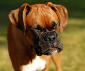 A dog sneezing