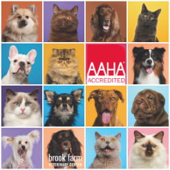 When Should I Spay Or Neuter My Pet?
