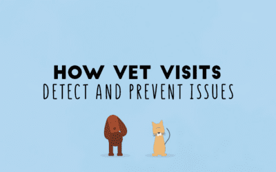 Why Regular Vet Visits Are Important