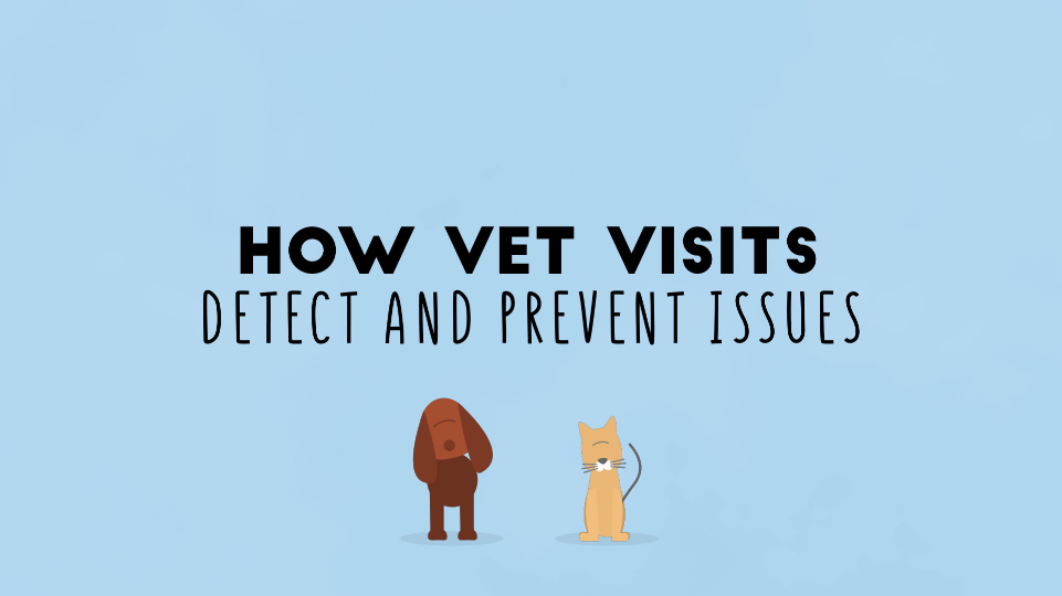 Why Regular Vet Visits Are Important