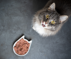 Why Your Cat Stopped Eating or Drinking