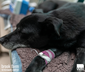 Your Pet and Fluid Therapy 